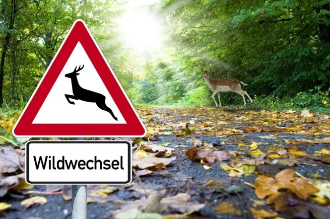 Verkehrsschild Wildwechsel