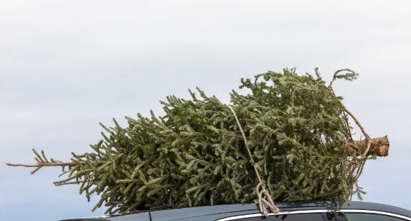 Weihnachtsbaum auf Autodach mit Strick befestigt