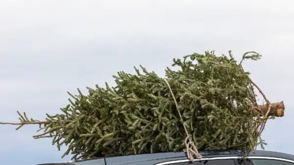 Weihnachtsbaum auf Autodach mit Strick befestigt