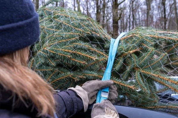 Frau befestigt Weihnachtsbaum auf Autodach mit Spanngurt