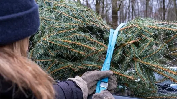 Frau befestigt Weihnachtsbaum auf Autodach mit Spanngurt